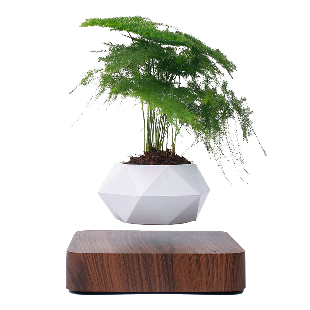 Langtu Magnetic Levitation Potted Walnut Rotating Flower Pot product photo from Langtustore