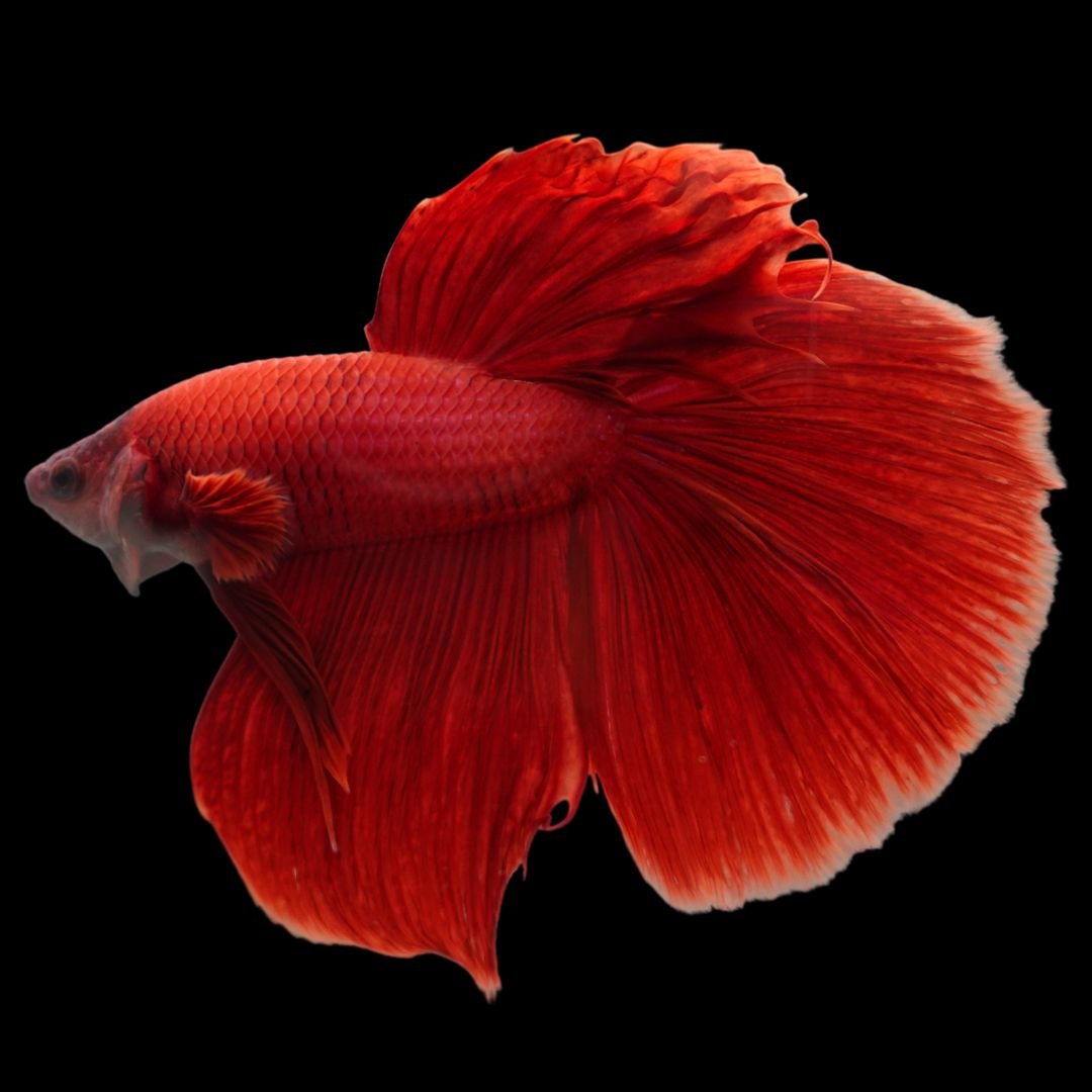 Rare Giant Halfmoon Super Red Betta Fish (Male)Regular price $74.95 Sale price$54.95 Save $20.00 product photo from Thailand Betta Fish
