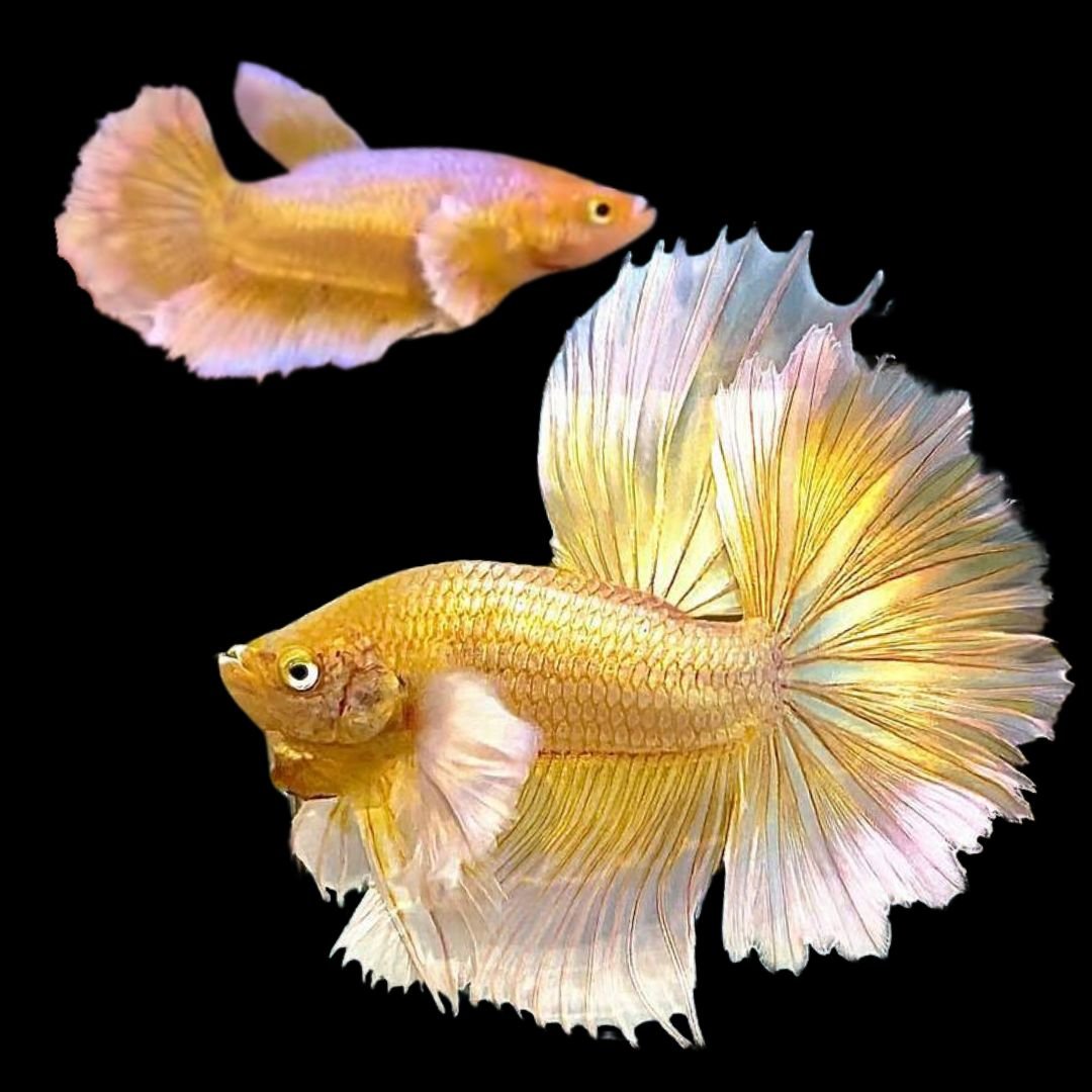 Rare Pair Dumbo Halfmoon Gold Betta Fish (Male & Female)Regular price $99.95 Sale price$79.95 Save $20.00 product photo from Thailand Betta Fish